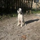 Picture of dog lost at Massieu