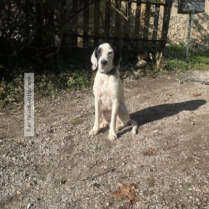 Photo 1/1 Viggo Chien lost in Massieu