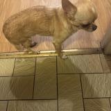 Picture of dog found at Noisy Le Grand