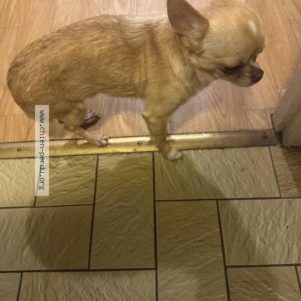 Photo 1/1 Found dog Found in Noisy le grand