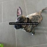 Picture of dog lost at Chamrousse