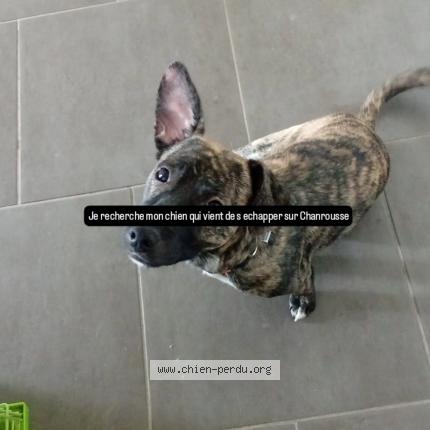 Photo 1/1 Groot Chien lost in Chamrousse