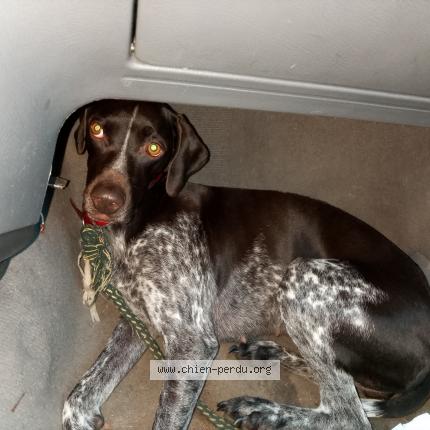 Photo 1/1 Douly Chien lost in Nevers