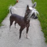 Picture of dog lost at Flemalle