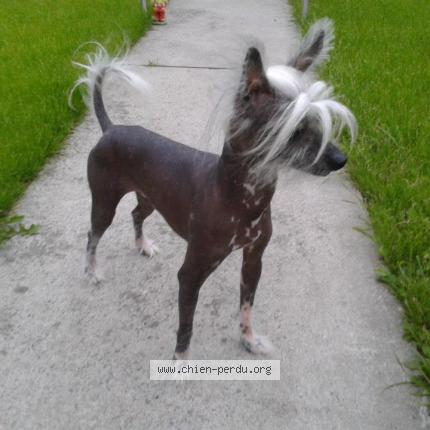 Photo 1/1 eliot Chien lost in Flemalle