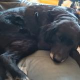 Picture of dog lost at Saint Mars La Jaille