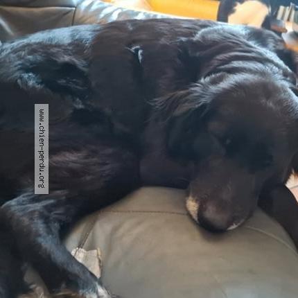 Photo 1/1 Praline Chien lost in Saint mars la jaille