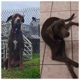 Picture of dog lost at La Trinite