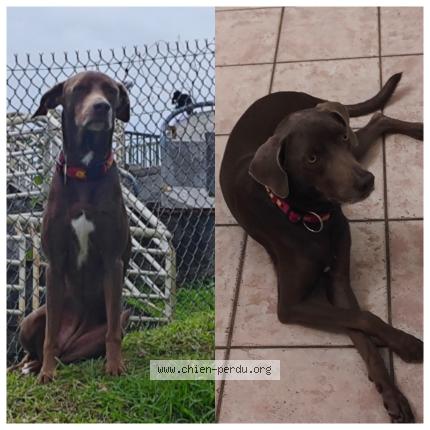 Photo 1/1 SISKA Chien lost in La trinite