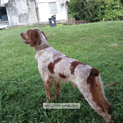 Photo 1/1 Iska Chien lost in Abymes