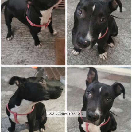 Photo 1/1 Found dog Found in Les avirons