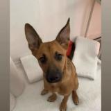 Picture of dog lost at Soeurdres