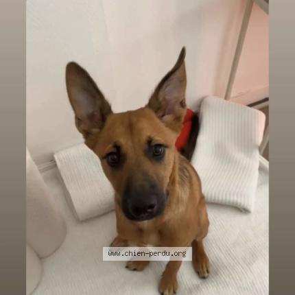 Photo 1/1 Bulle Chien lost in Soeurdres