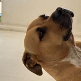 Photo of a dog found in Ducos