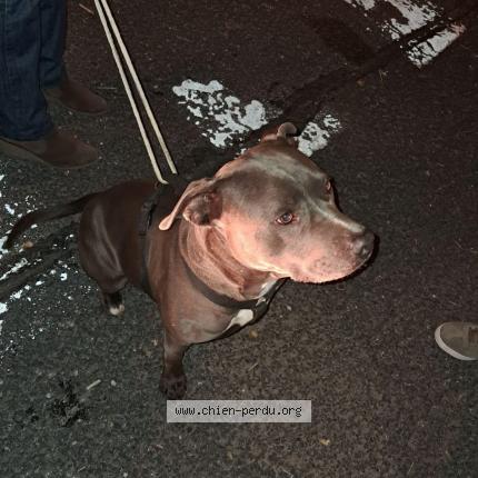 Picture of dog found at Le Soler
