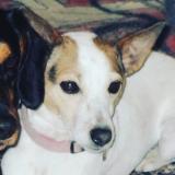 Picture of dog lost at Pre En Pail