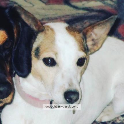 Photo 1/1 Fidji Chien lost in Pre en pail