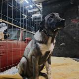 Picture of dog lost at Mairieux