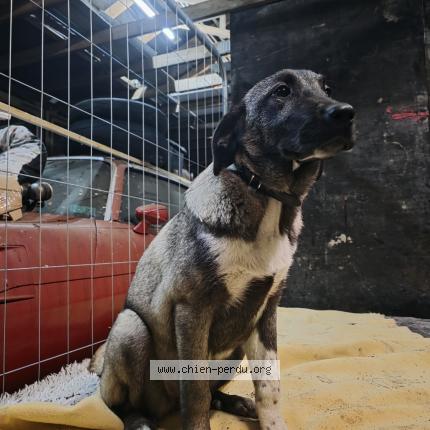 Photo 1/1 Apache Chien lost in Mairieux