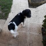 Picture of dog lost at Saint Martin Sur Ocre