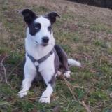 Picture of dog lost at Hendaye
