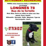 Picture of dog lost at Longnes