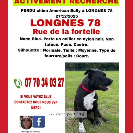 Photo 1/1 Blue Chien lost in Longnes
