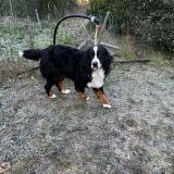 Picture of dog lost at Mimet