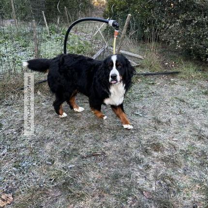 Photo 1/1 Monique Viannez Chien lost in Mimet