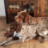 Picture of dog lost at Boussais