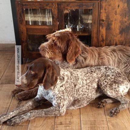 Photo 1/1 Na&iuml;ko Chien lost in Boussais