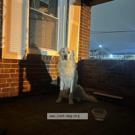 Photo 1/1 Found dog Found in Baltimore city