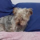 Picture of dog lost at Fort De France