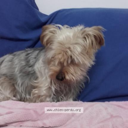 Photo 1/1 Cajou Chien lost in Fort de france