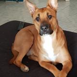 Picture of dog lost at Chateauneuf Les Martigues