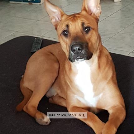 Photo 1/1 ozzy Chien lost in Chateauneuf les martigues