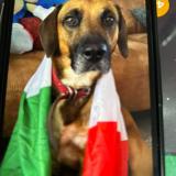 Picture of dog lost at Wasmes