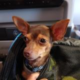 Picture of dog lost at Le Moule