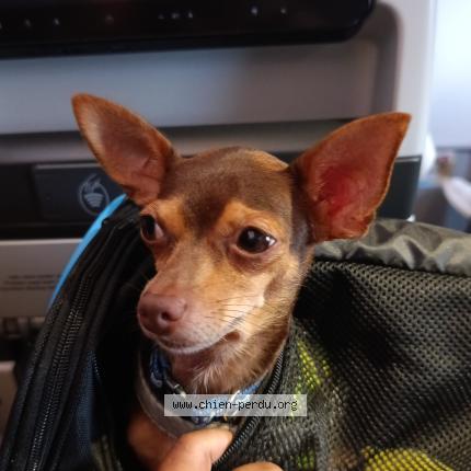 Photo 1/1 Titi Chien lost in Le moule