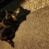 Picture of dog found at Cluses