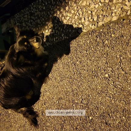 Photo 1/1 Found dog Found in Cluses