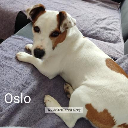 Photo 1/1 Millet-perrin OSLO Chien lost in La ferriere