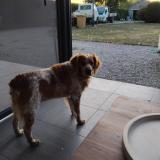 Picture of dog lost at Marck