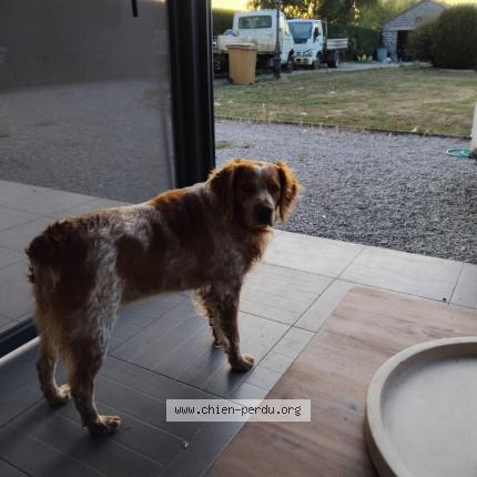 Photo 1/1 OLAF Chien lost in Marck