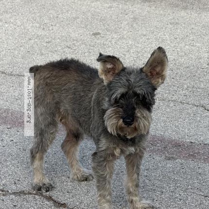 Photo 1/1 Found dog Found in San Antonio