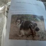 Picture of dog lost at Sornac