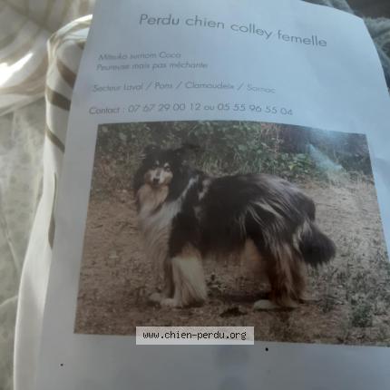 Photo 1/1 Coco Chien lost in Sornac