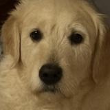 Picture of dog lost at St Clair Du Rhone 38370