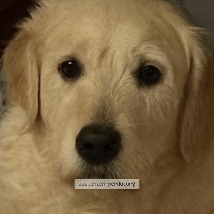 Photo 1/1 SAORI Chien lost in St clair du rhone 38370