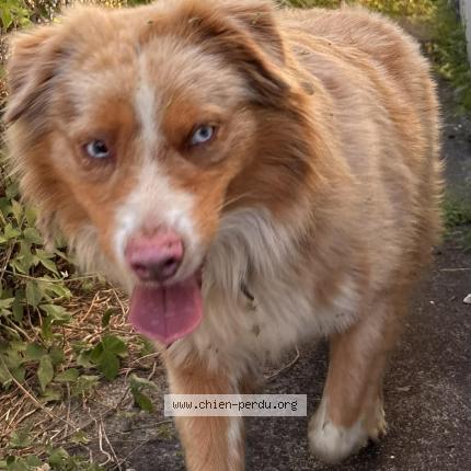 Photo 1/1 Found dog Found in Le tampon